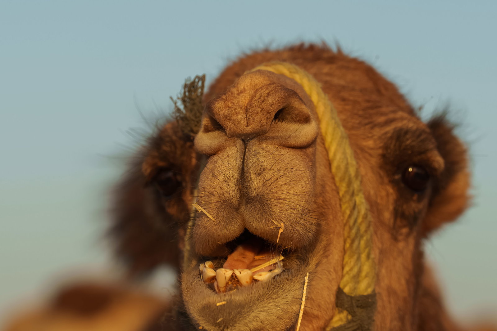 Sunrise Camel Trek & Erg Chebbi Discovery 3