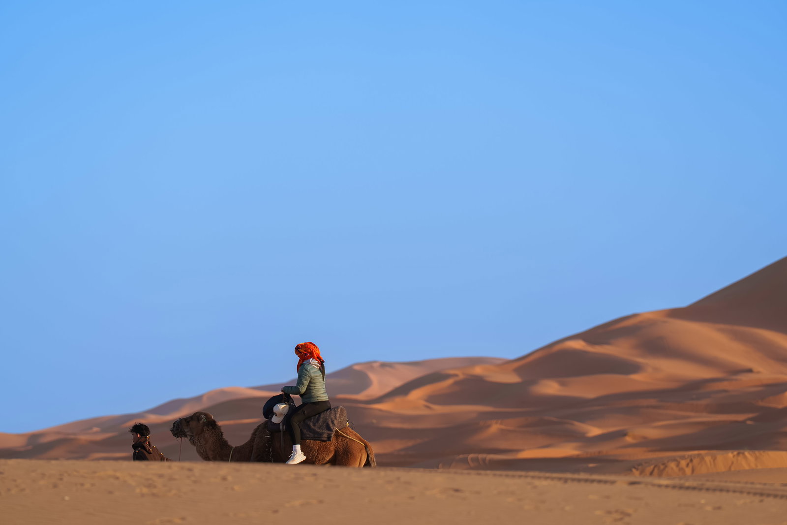 Dromedary Caravan at Sunset 1