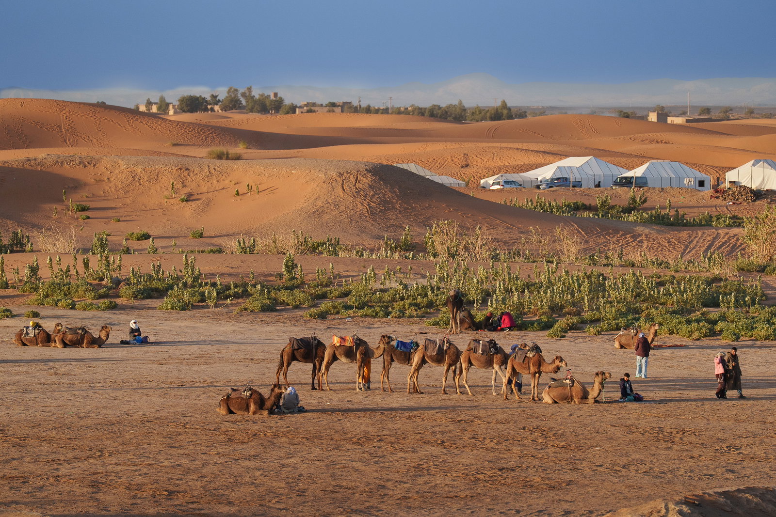Dromedary Excursions to Erg Chebbi 4