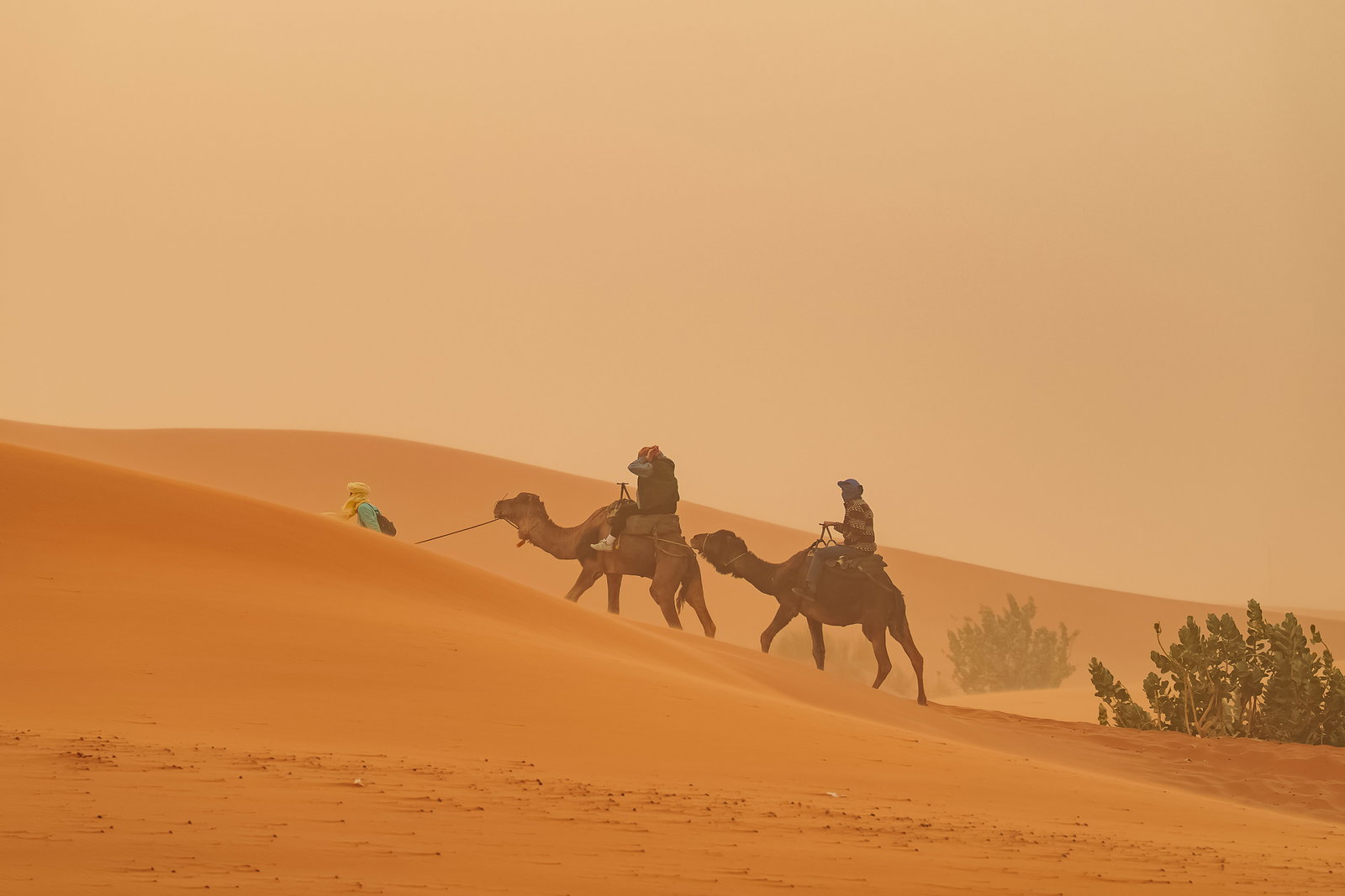 Sahara Camel Caravans