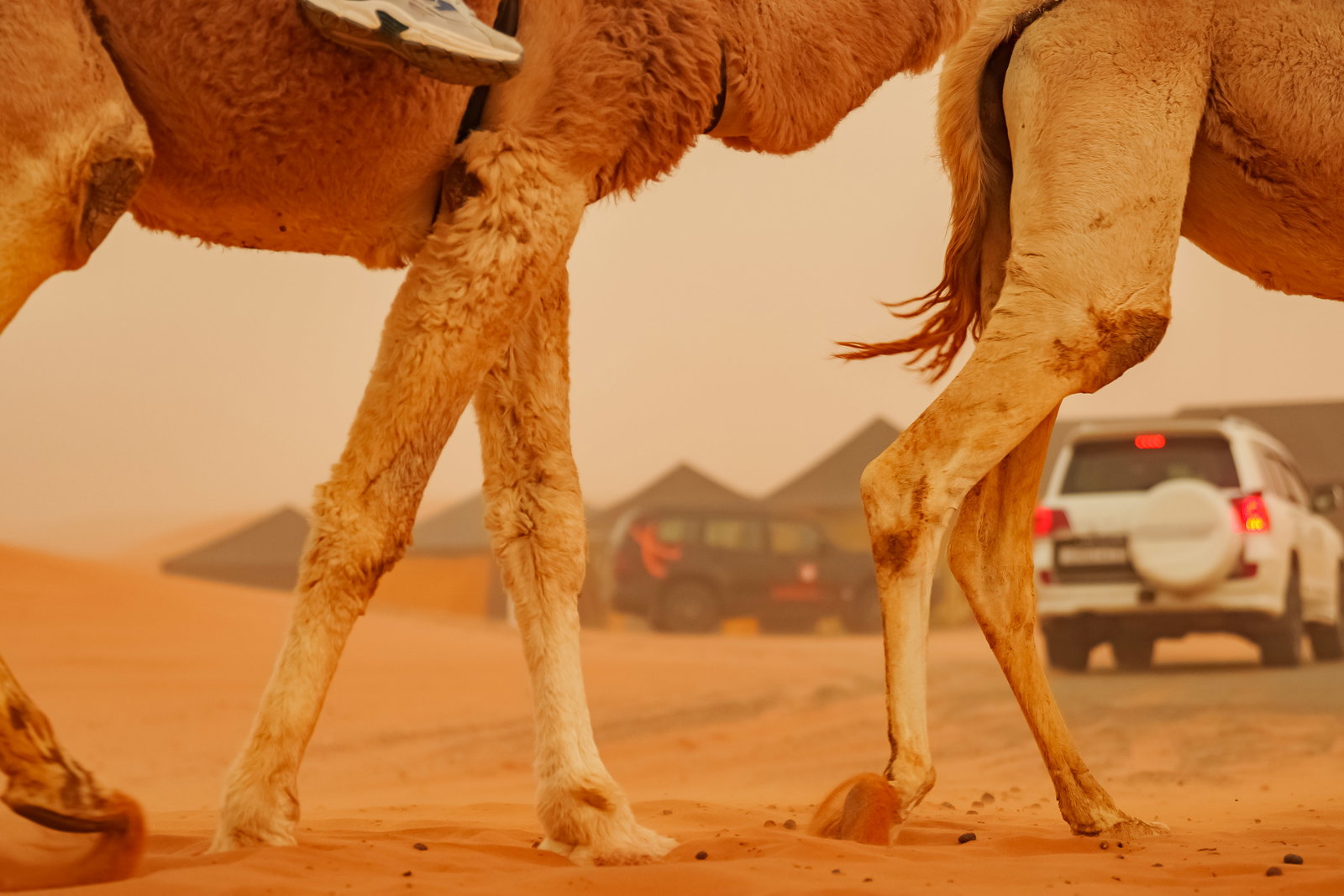 Camel Caravan to Bivouac 4