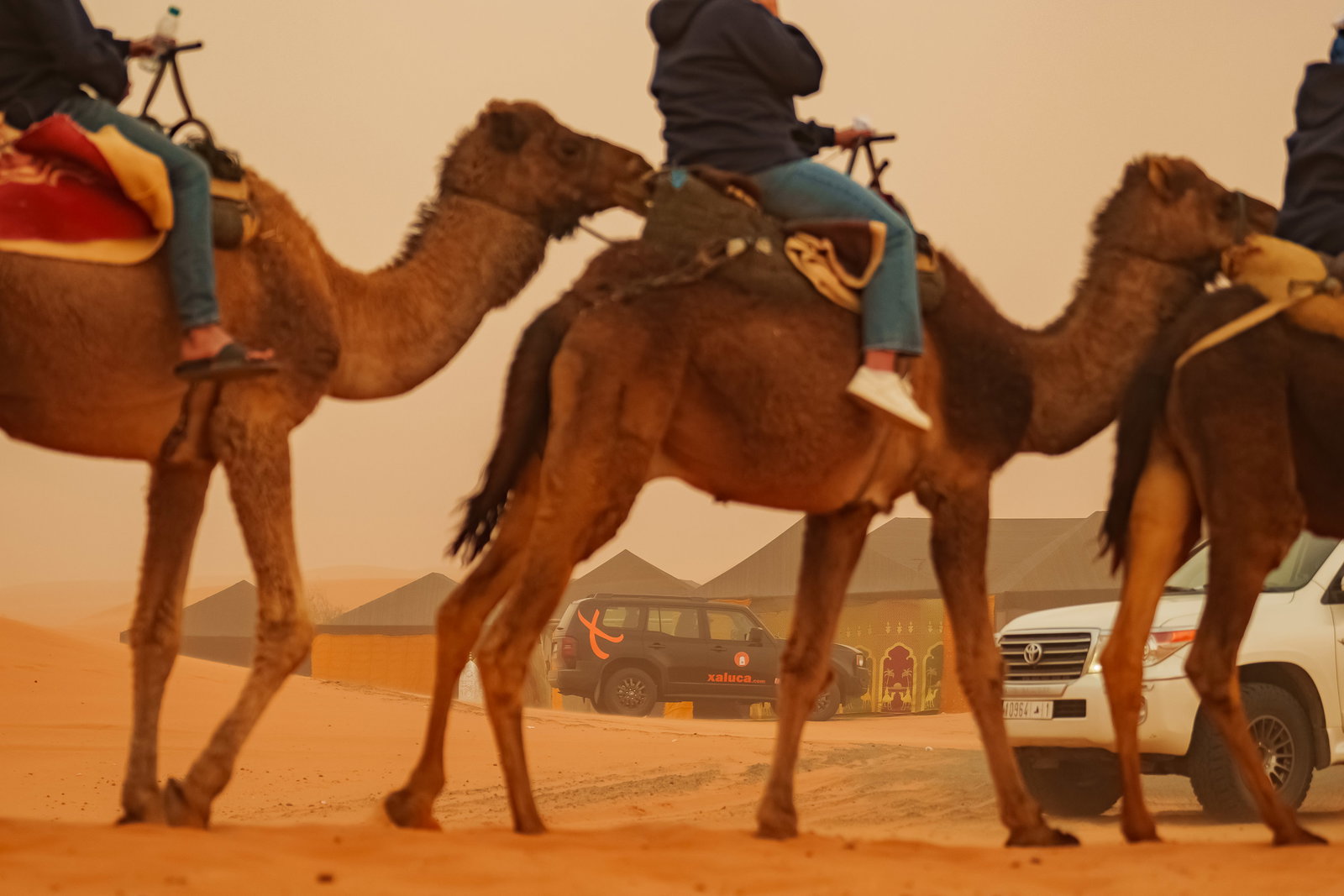 Erg Chebbi Camel Trekking